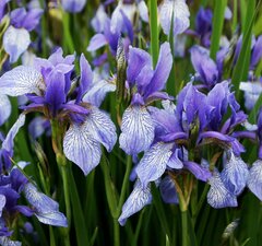 Ирис сибирский