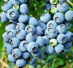 Голубика садовая