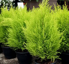 Кипарис микрокарпа 