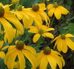 Рудбекия глянцевая 'Herbstsonne'