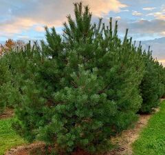 Сосна обыкновенная 'Cuha'