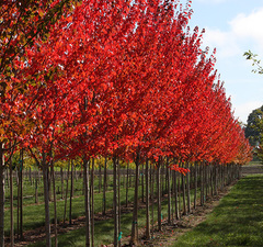 Клен красный 'Sun Valley' 