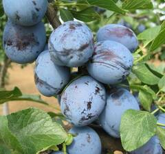 Слива "Чачакская"