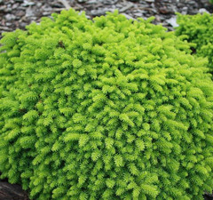 Ель обыкновенная 'Little Gem'