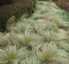 Осока власовидная