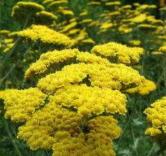 Тысячелистник обыкновенный 'Yellow' 