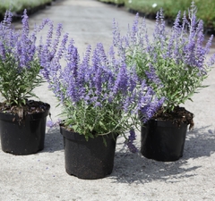 Перовския лебедолистная 'Little Spire' 