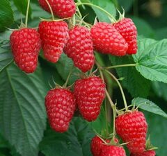 Малина 'Willamette'