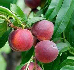 Персик "Квадро" 