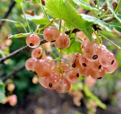 Смородина розовая "Прыгажуня"
