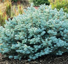 Ель колючая 'Blue Globe'