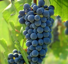 Виноград плодовый "Первенец Амура"