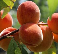 Персик "Редхейвен"