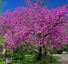 Багрянник европейский рис.0