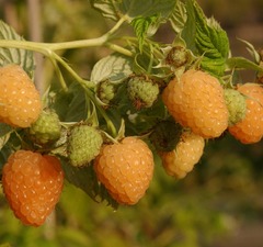 Малина ремонтантная "Золотая осень"