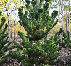 Сосна черная 'Oregon Green'