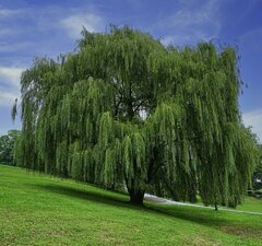 Ива белая плакучая 