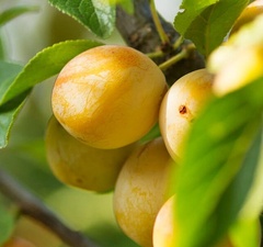 Слива "Утро" 