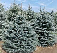 Ель колючая 'Super Blue Seedling'