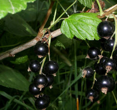 Смородина черная "Дачница"