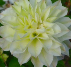 Клематис крупноцветковый 'Delphine'