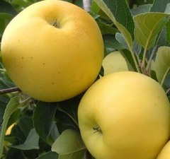 Яблоня "Брянское золотистое"