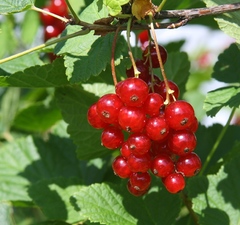 Смородина красная "Маарсес Проминент"