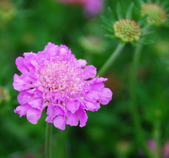 Скабиоза голубиная 'Mariposa Blue'