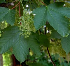 Клен ложноплатановый