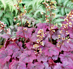Гейхера гибридная 'Plum Royale'