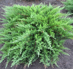 Можжевельник казацкий