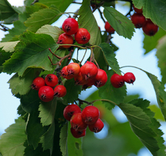 Боярышник мелкопильчатый