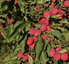 Яблоня "Китайка Кеер"