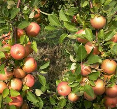 Яблоня "Супер Прекос"