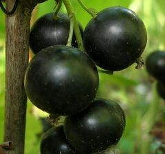 Смородина черная "Дар Смольяниновой"