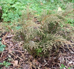 Микробиота перекрестнопарная 'Jakobsen'