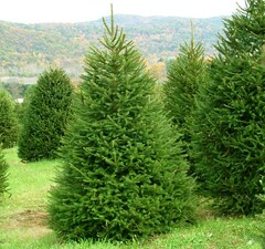 Ель европейская