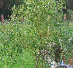 Ива "Уральская красавица" 