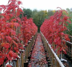 Рябина обыкновенная 'Autumn Spire'