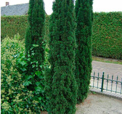 Тис ягодный 'Fastigiata'