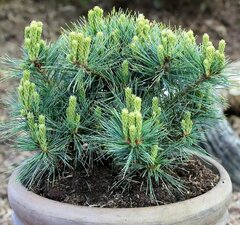Сосна веймутова 'Kruger Liliput'
