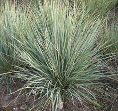 Келерия сизая