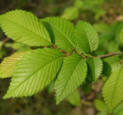 Вяз мелколистный 