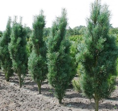 Сосна черная 'Fastigiata'