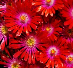 Делосперма 'Sundella Red'