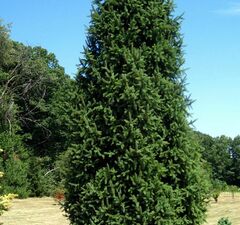 Ель обыкновенная 'Cupressina' 