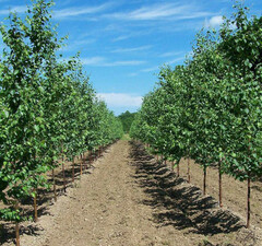 Береза бумажная 