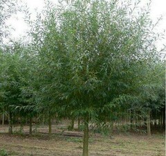 Ива белая "Чермезина"