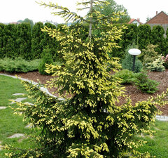 Ель восточная 'Aureospicata'