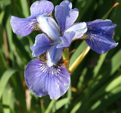 Ирис сибирский 'Blue Moon' 